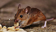 24 Hour & Emergency Exterminators in Riverton, NJ